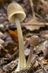 Mycena_inclinata_SAE_20080803.thumb.gif.3d323daf8a0af14a2286912ea09bf389.gif