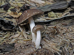 Pluteus_sp_1_SAE_20250704.thumb.jpg.9c6e0ddca63cc9148a0b7b08e1d6f7d8.jpg