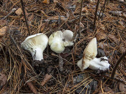Tricholoma-columbetta-2008-10-04-0000-Tatiana-Bulyonkova.thumb.jpg.88c0018c97384abdfdaffa611e2406a5.jpg