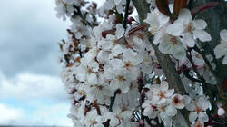 1172417594_Prunus_cerasifera_.thumb.JPG.3bdbf7e3b57b32fc6ddba7749ac5ebf3.JPG