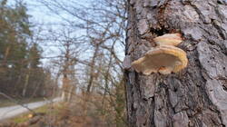 1310221530___Fomitopsis_pinicola_.thumb.JPG.018d027e0d5efa0203a897dd8e09bbc1.JPG