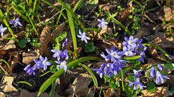 1316462546___Scilla_forbesii.thumb.JPG.249a3ae2ff0660f042f13779e43c48b7.JPG