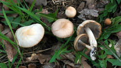 1409941050_Cortinarius_.thumb.JPG.39f91da1034ac3bddb7281249b87d813.JPG