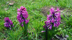 1522930700_Hyacinthus_orientalis__.thumb.JPG.3fa20174d2d64c66119b54902e49779f.JPG
