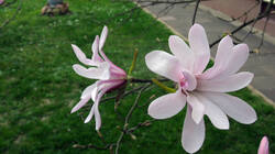 1577806248___Magnolia_stellata_.thumb.JPG.0dd4d6173366a38db792499c51eba5f7.JPG
