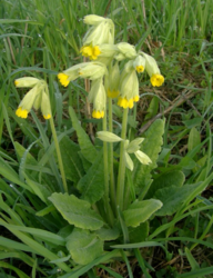 1590929871_2026-03-0617_59_06-Primula_veris_4.jpg(JPEGImage600800pixels)MozillaFirefox.thumb.png.7fbfe120b452114cbea347cfe517106d.png