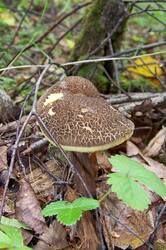 09-1'2012_Красавка 18.jpg