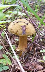 06-1'2015_Улыбышево 017.jpg