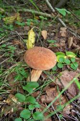 07-2'2015_Красавка 013.jpg