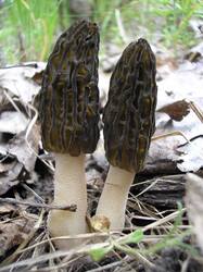 1950675664_Morchellaconica(1).thumb.jpg.83cd279b1d11be27a6ef0fb9aa0c2a97.jpg