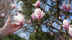 1952497371_Magnolia_soulangeana__.thumb.JPG.2be709e56565d6574977d1a5b3c7c99b.JPG