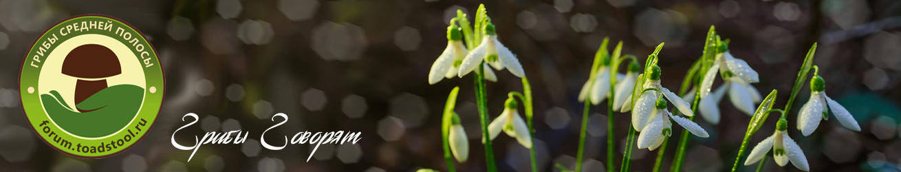 Грибы средней полосы