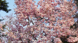 634323703_Magnolia_soulangeana___.thumb.jpg.b73c51e97f0259a7202af282dfd0a4ac.jpg