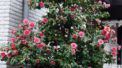 634652825___Camelliajaponica_F.thumb.jpg.59a6ca525e2d5149fb3de4c7d8e267ff.jpg