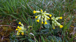 818742635_Primula_veris__.thumb.JPG.cde70d3b635263fd3732f467be59f5b3.JPG