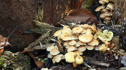 946847624__-_Hypholoma_fasciculare.thumb.JPG.bd9008d8cfebbc38ab8f967805fe9f5d.JPG