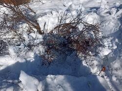 IMG_20260315_113743.thumb.jpg.23783387dded464ccf9a8b3080b0837f.jpg