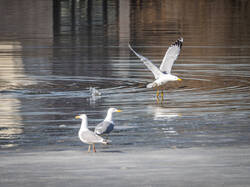 P3220440-ORF_DP_XD.thumb.jpg.17e54fe9b39d0f05e0e6f3ed9acbeff7.jpg