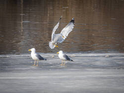 P3220443-ORF_DP_XD.thumb.jpg.a0ea5013a85dfa544a5465c7ae0c7ba5.jpg