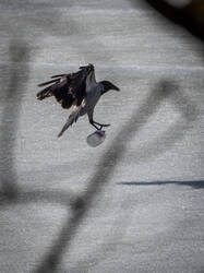 P3220480-ORF_DP_XD.thumb.jpg.30d6d29e98c3ece4cdeb6b1c088c7ddf.jpg