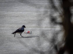 P3220494-ORF_DP_XD.thumb.jpg.40f0ad6f8f170e7b60feedc379c5fa04.jpg
