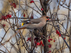 P3220630-ORF_DP_XD.thumb.jpg.d2d4399d64db458070fafb0e1829b8e8.jpg