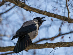 P3220680-ORF_DP_XD.thumb.jpg.a88568a308d4f4d655044175a74babd8.jpg