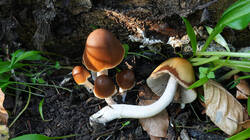 Psathyrella_piluliformis_sp.thumb.JPG.72c080f7ddc16a79b77a1c14ed9c6e8f.JPG