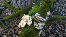Trametes_versicolor.thumb.JPG.a53c25262cc1ae7f1b9e20a0cf7de925.JPG