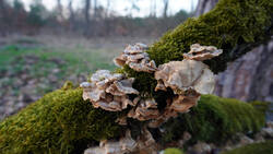Trametes_versicolor.thumb.JPG.d6fa5c3a3515975b70f35a2ddfa14bd1.JPG