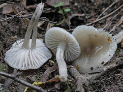 salted_mushroom_SAE_20250808.thumb.jpg.449c29a0a20d3d1c8a998b7f6bba3332.jpg