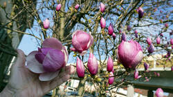 1025336824___Magnolia_soulangeana__20260320.thumb.JPG.553c9205fa54bcd684de3db3e75476e2.JPG