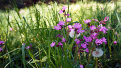 1026395632___Silene_dioica__20260425.thumb.JPG.66f0abb2bef3e09f085b2f8f41516f1f.JPG