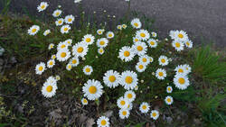 1171199981__Leucanthemum_delarbrei.thumb.JPG.4bfcfa4f6a0f52972f2f1e18c7ecf6aa.JPG
