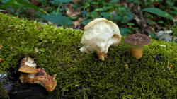 1189905761___Polyporus_tuberaster.thumb.JPG.c4e0017de8fa054189812faa08e4c623.JPG