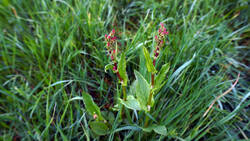 1191739779___Rumex_acetosa_.thumb.JPG.57fe94d510779826c6d63ac12e047722.JPG