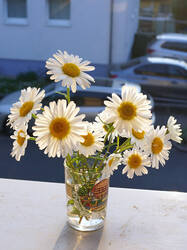 1343530934__Leucanthemum_delarbrei_.thumb.JPG.896ced7d00e10dc156919cc398ba7cf3.JPG