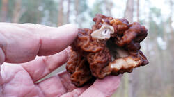 146005600_Gyromitra_esculenta__20260329.thumb.JPG.feea5664472968d2a579a7568a38bb20.JPG
