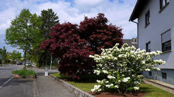 1535198266___Viburnum_plicatum__2026_04_21.thumb.JPG.b57464f2cc58b0410ce48d84d4404bbe.JPG
