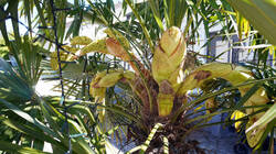 1547564669____Trachycarpus_fortunei__2026_0425.thumb.JPG.c500339301ecd2e181f5d418997ab286.JPG