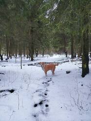 Бим в лесу, ели, 41км IMG-20241231-WA0025.jpg