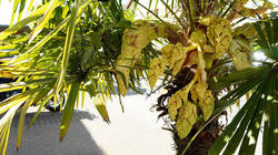 1608640018____Trachycarpus_fortunei__20260425.thumb.JPG.803eff85e236e0d87d068d6022f2d27f.JPG