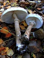 Зонтик высокий (Macrolepiota procera) (7).jpg