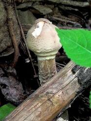 Зонтик высокий (Macrolepiota procera) (13).jpg