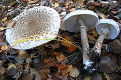 Зонтик_высокий_(Macrolepiota_procera)_(6).JPG