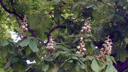 1838972548____Aesculus_hippocastanum.thumb.JPG.9d5a598e7a8a8846e2dd8589178a6d3c.JPG