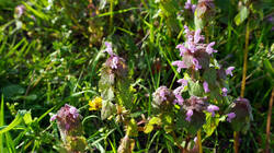 1889178916_Lamium_purpureum__.thumb.JPG.b02e4579a646ffe4eeb1a6968d1d6834.JPG