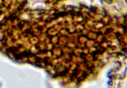 2026-04-30 17_16_16-2026-04-29_13_09_16-Piximetre_6.1___Measures_on_images.png.4a4a00f9f734935a77a83.png