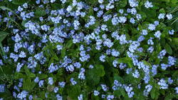260549364__Myosotis_.thumb.jpg.6d50bad4154767d9692c84a465e51532.jpg