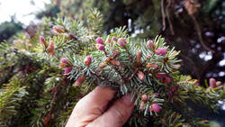 297104741___Picea_omorika__202604_21.thumb.JPG.a92c07b019eedaec4287793a0965c013.JPG